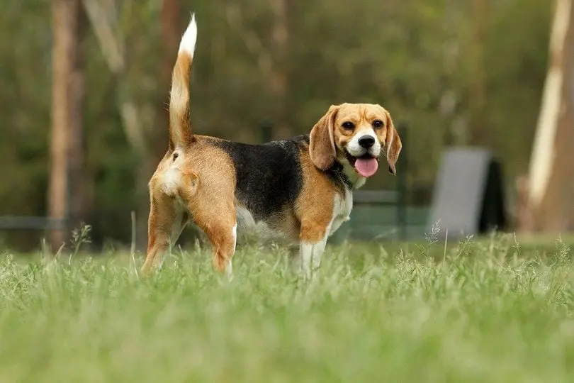 ビーグル犬