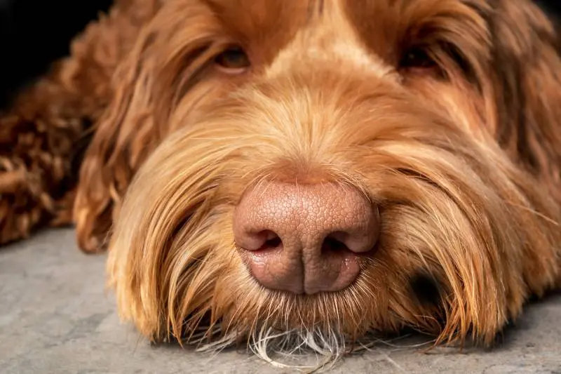 柔らかいピンク色の乾いた犬の鼻のクローズアップ