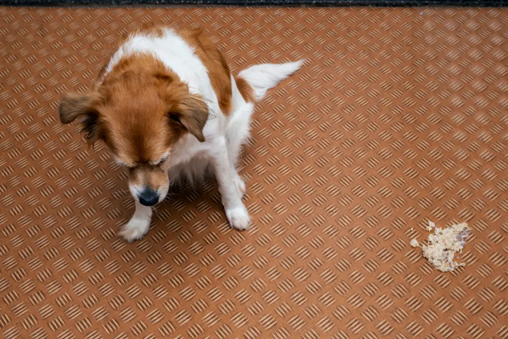 リビングルームの床に犬の嘔吐物