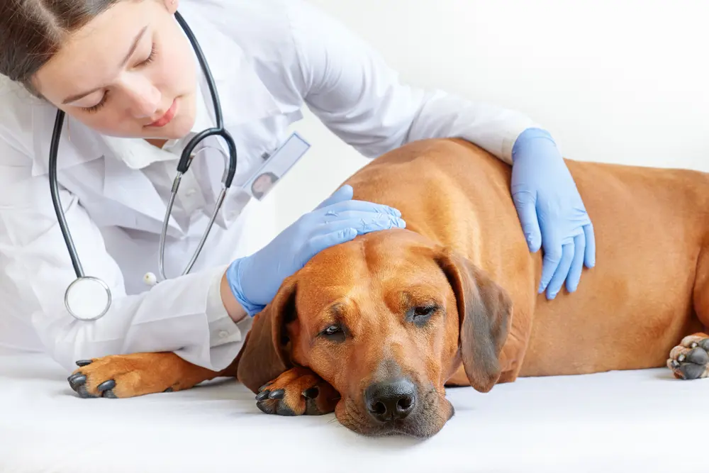 病気で悲しむローデシアン・リッジバック犬を診察する女性獣医
