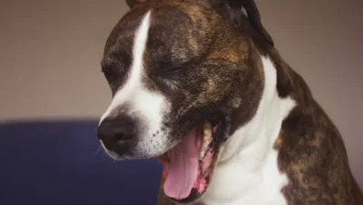 犬が粘液を吐くのはなぜ？
