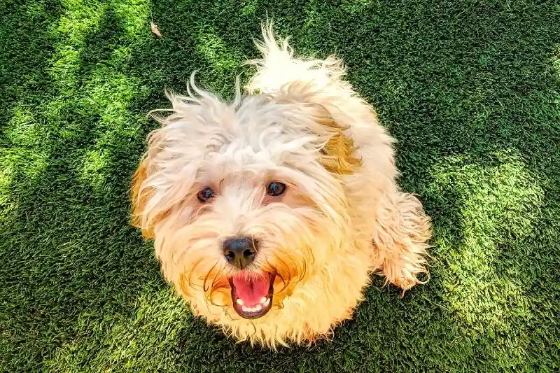緑の芝生のある庭にいるハバプーの子犬