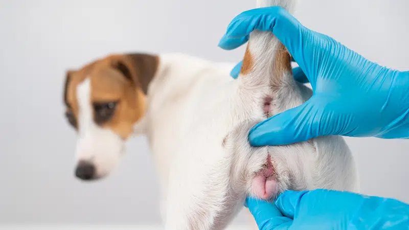 犬の性器 犬の解剖学的説明(獣医公認)