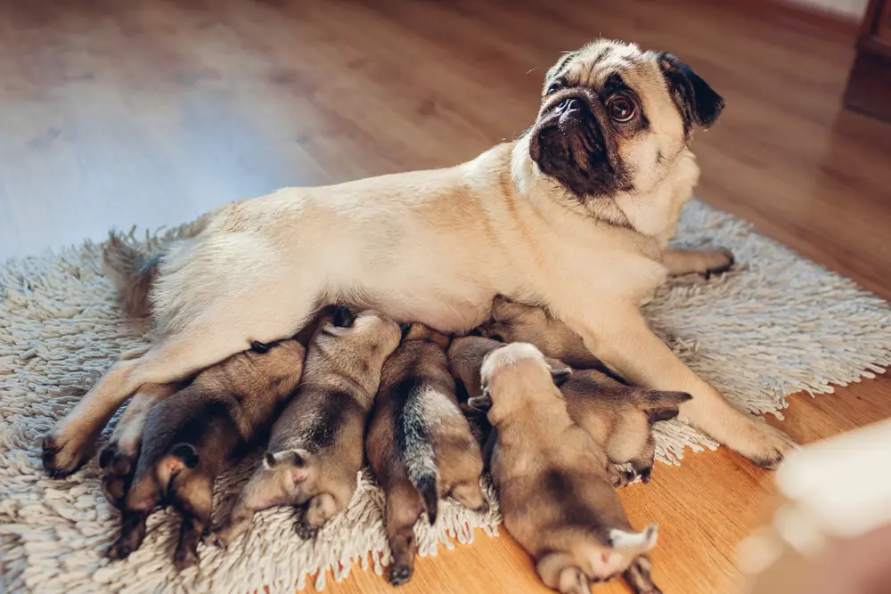 自宅で6匹の子犬にミルクを与えるパグ犬