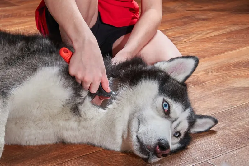 シベリアンハスキー犬のグルーミング