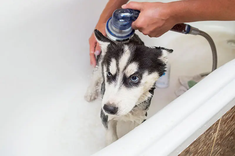 シベリアンハスキーの子犬、バスルームのバスタブで入浴