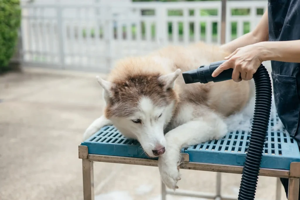 ドライヤーでハスキー犬の毛を乾かす女性