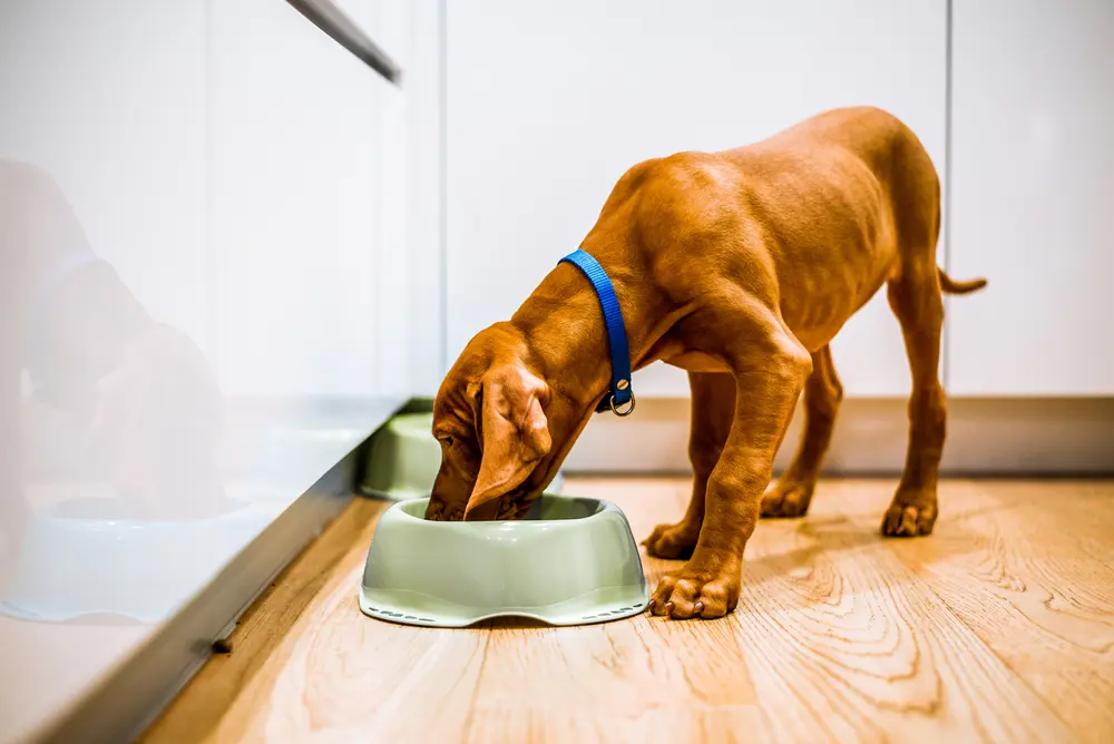 白いキッチンで緑のボウルから食事をする若い茶色の子犬の犬