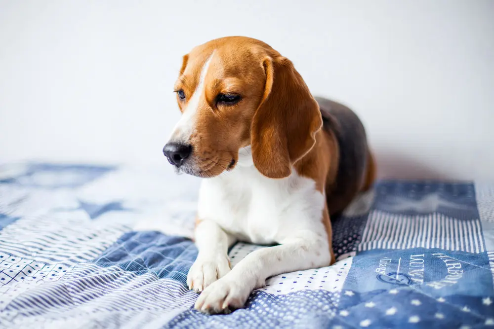病気のようにベッドに横たわるビーグル犬