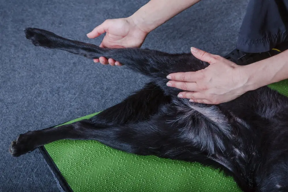 脚の物理的治療やマッサージを受ける黒い犬