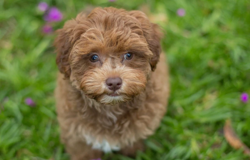 草むらから見上げる茶色のハバプーの子犬