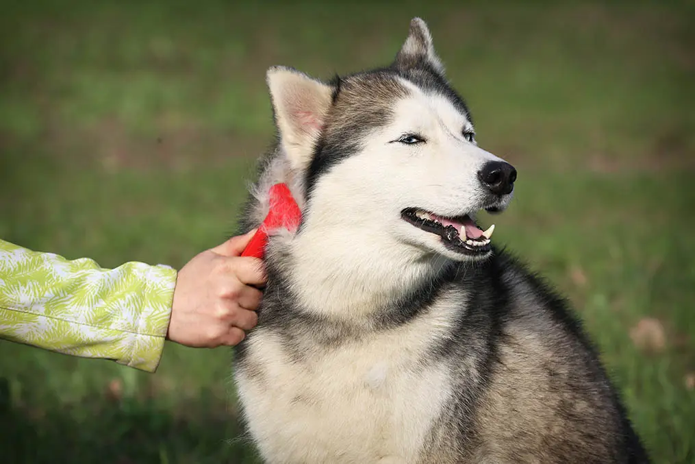 ハスキーのブラッシング