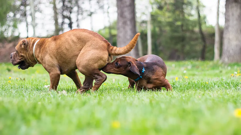 雄犬は発情するのか? 獣医師が検証した事実と解説