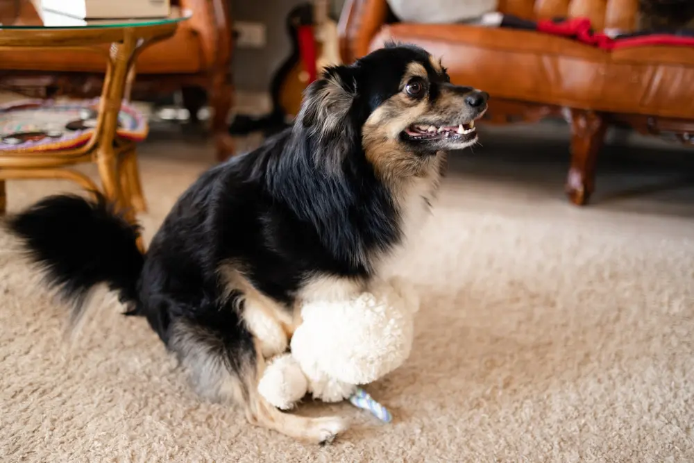 テディベアのおもちゃにじゃれつく犬