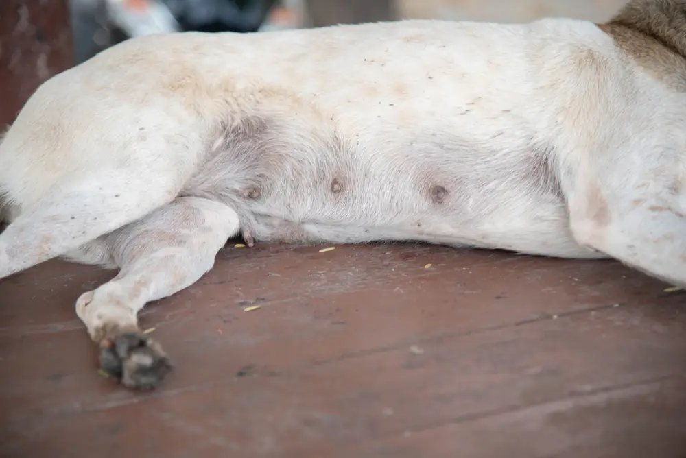 犬の乳首