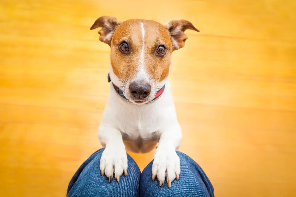 飼い主の膝に前足を乗せる犬