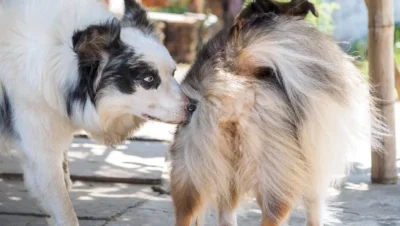 犬の誤飲とは？ 獣医師監修の事実とヒント