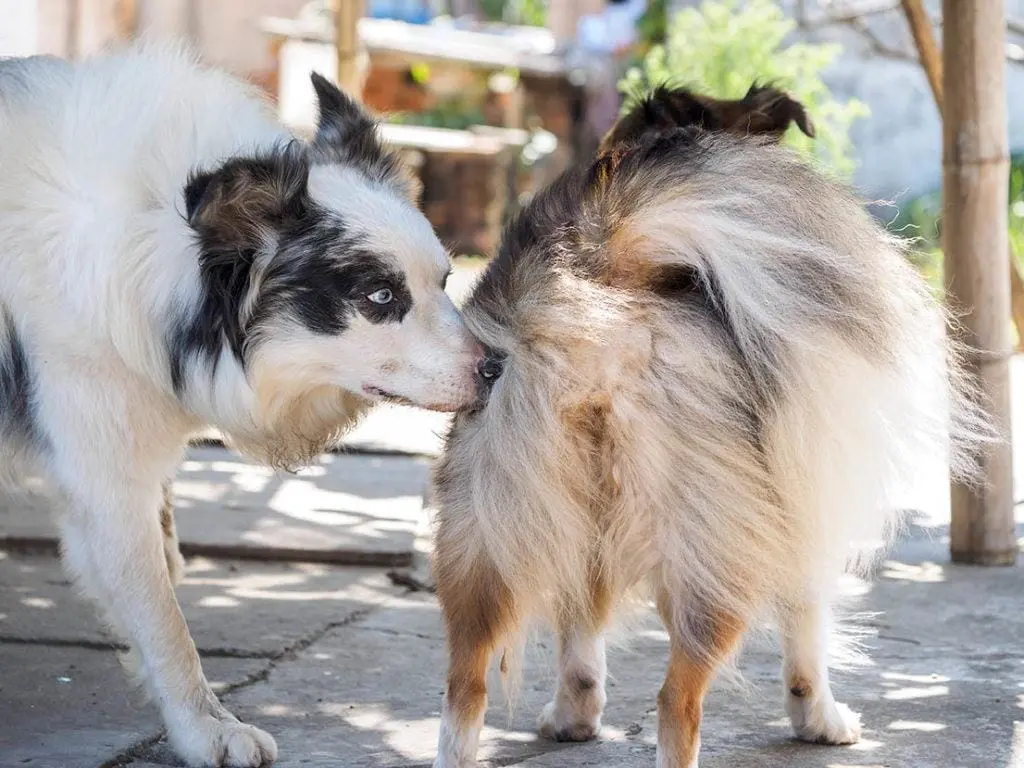 犬の誤飲とは? 獣医師監修の事実とヒント