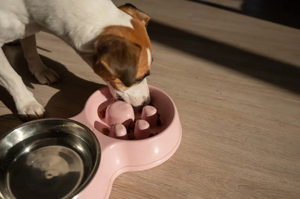 ジャック・ローゼル・テリアの犬、スロー・フィーディング・ボウルからキブルを食べる