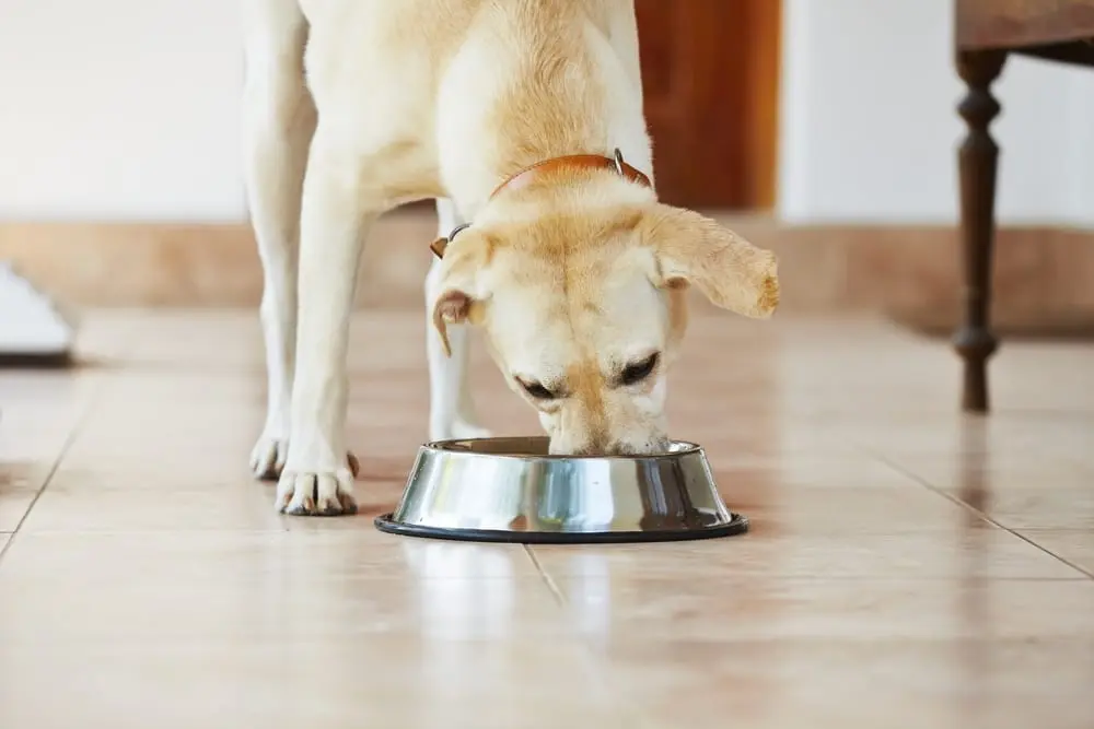 ラバドール犬の食事