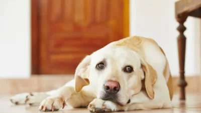 犬の下痢： 私たちの獣医は、兆候、原因＆キャンプを議論する;治療