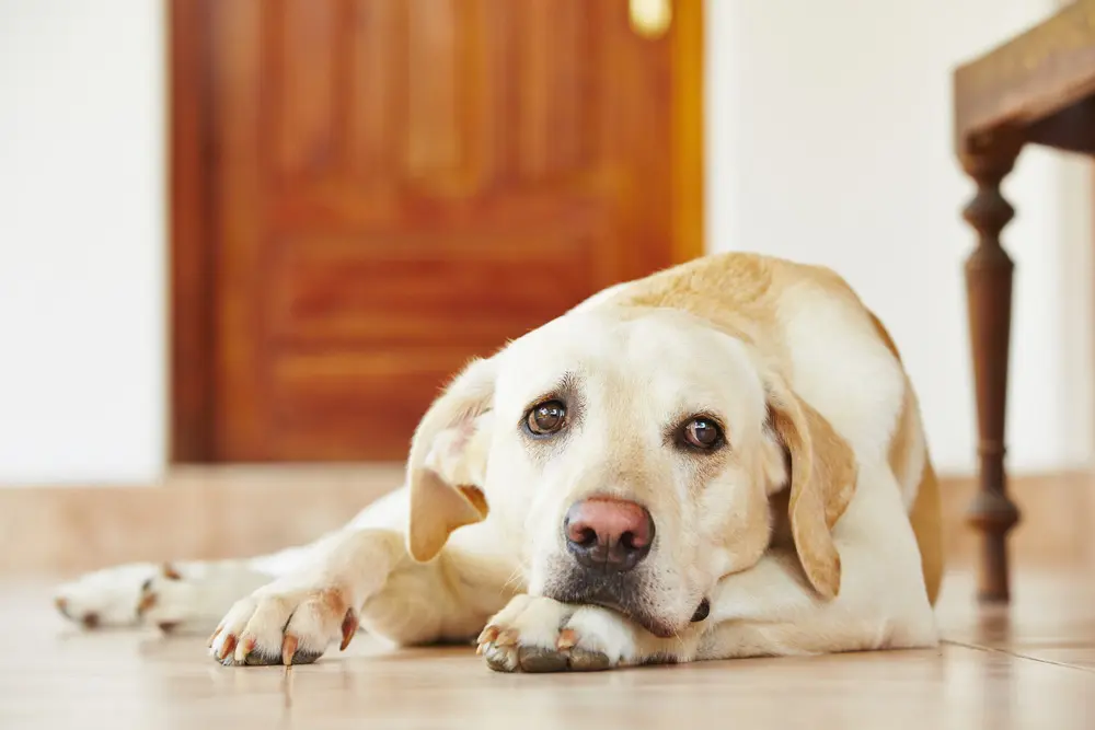 犬の下痢: 私たちの獣医は、兆候、原因&キャンプを議論する;治療