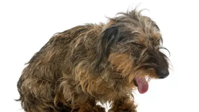 犬のケンネル咳：獣医師が見直した原因、徴候、治療法