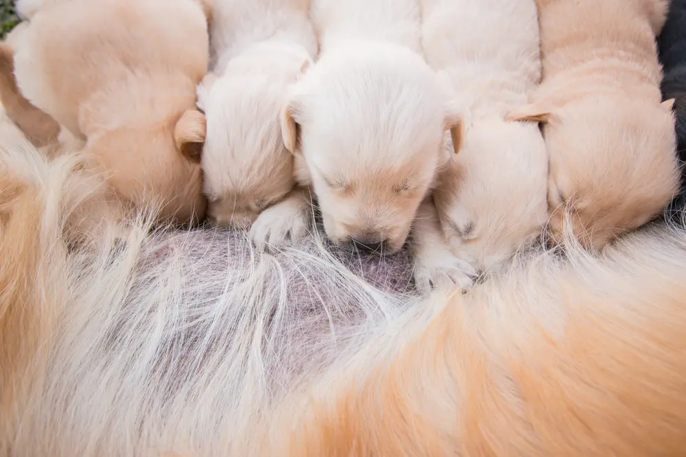 母犬から母乳をもらう子犬たち