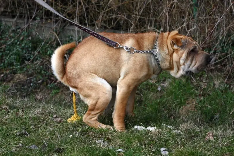 シャーペイ犬の下痢