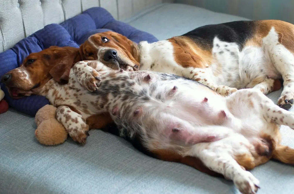犬の妊娠: 獣医師が検証した兆候、ケア、潜在的リスク