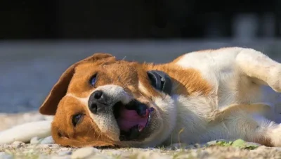 犬のパラインフルエンザ