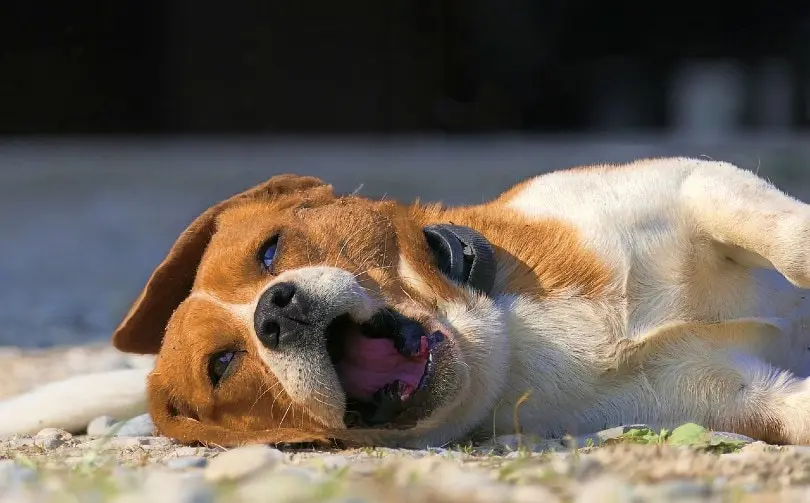 犬のパラインフルエンザ