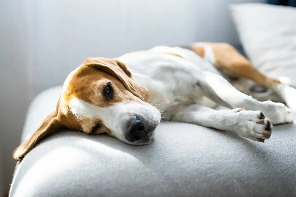 ソファに横たわる病気の雄のビーグル犬