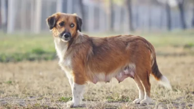 犬の乳首に関する9つの獣医が認めた事実（解剖学、妊娠、健康、その他）