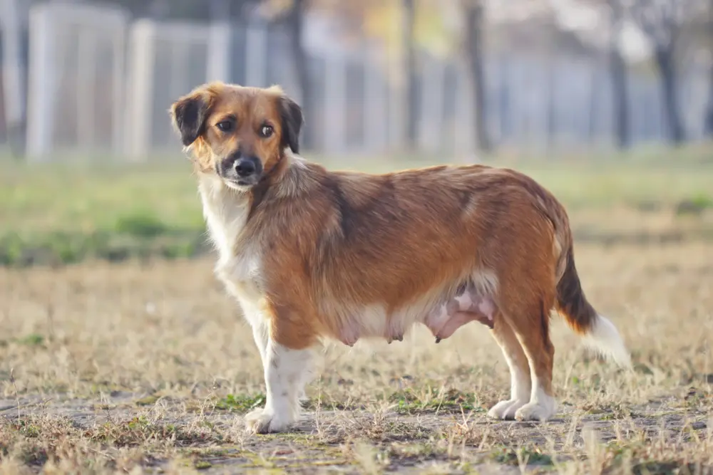 犬の乳首に関する9つの獣医が認めた事実(解剖学、妊娠、健康、その他)