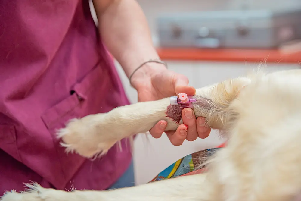 犬の採血