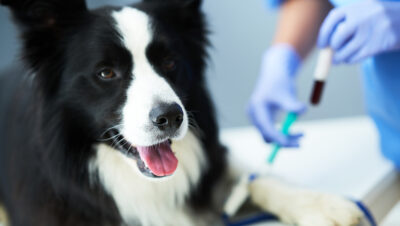 犬の血液型は違う
