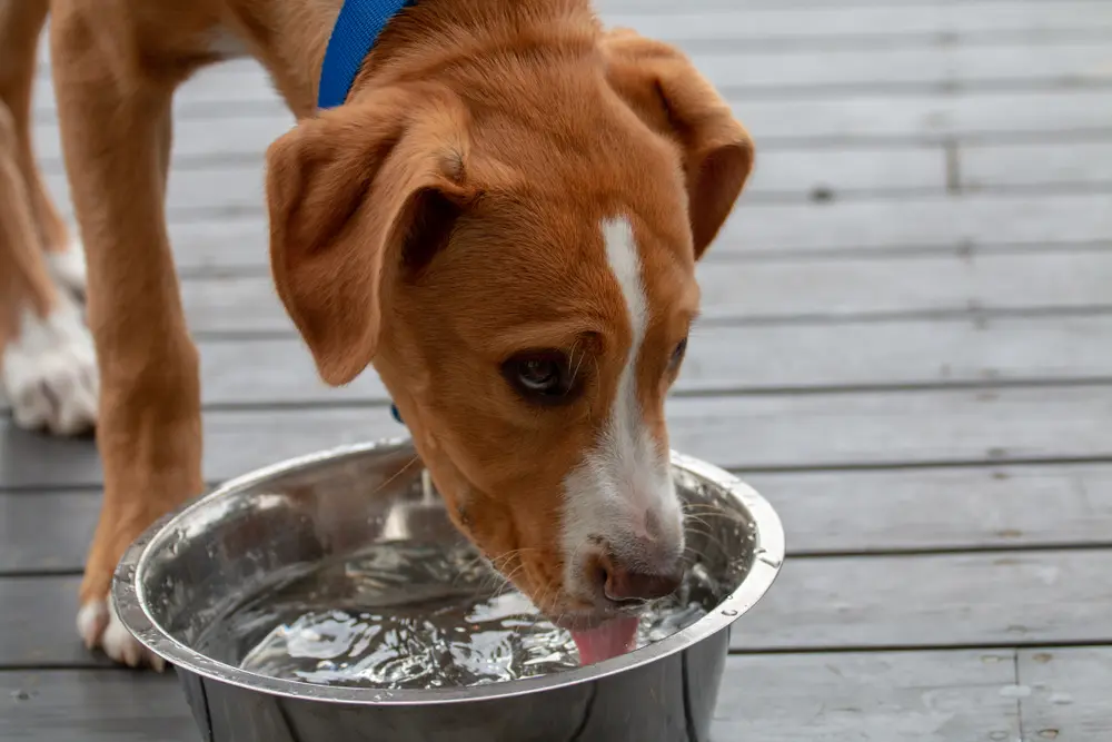 金属製のボウルで水を飲む若い犬