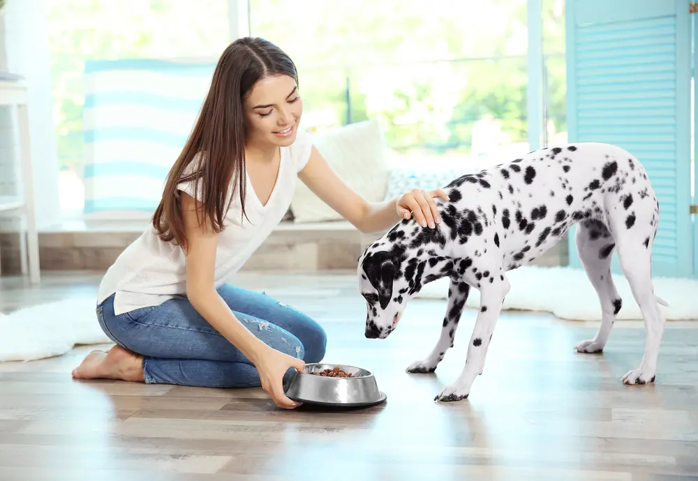 自宅でダルメシアン犬に餌をやる若い女性